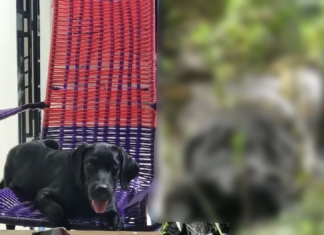 Cena forte: Labrador de 50 kg é atacado e morto por sucuri no igarapé Caranã