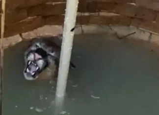 VÍDEO: Onça-parda cai em cisterna e é salva por bombeiros em MG, veja