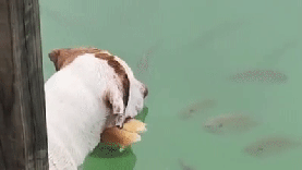 Cachorro fisga peixes usando pão de cachorro-quente como isca: veja o vídeo