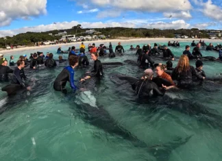 Vídeo e Fotos: Quase 100 baleias encalham em praia australiana