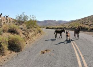 Cinco burros são encontrados mortos no Parque Nacional do Vale da Morte, nos EUA