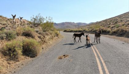 Burros-on-road-NPS-photo-by-Mitch-Gage-960.jpg