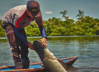 Piraruclub gera faturamento de quase R$ 100 mil em 2023 com venda do pescado de manejo sustentável