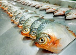 Com apoio do Governo do Amazonas, pesquisa registra a presença de plástico no trato gastrointestinal de peixes