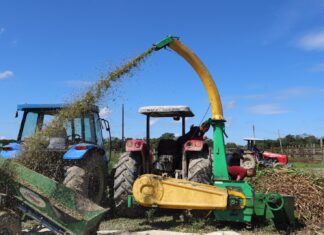Sepror participa de ação sobre experimento de ensilagem e silagem do capim BRS
