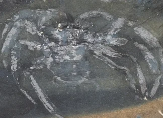 Aranha de 310 milhões de anos achada na Alemanha surpreende pesquisadores
