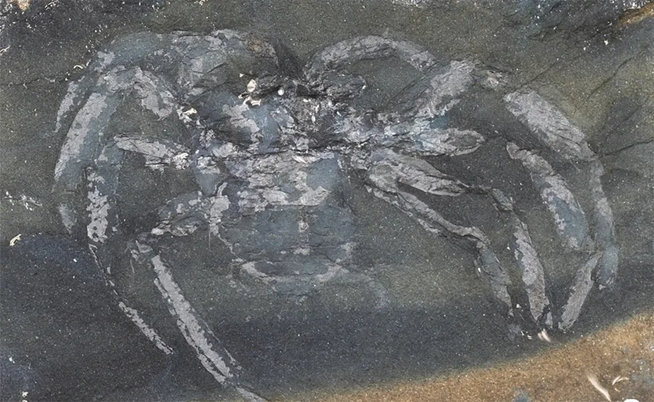 aranha-fossil-alemanha