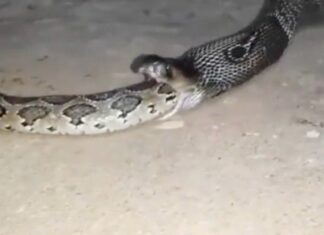 Filmagem rara e assustadora mostra maior cobra venenosa do mundo devorando píton gigante, veja