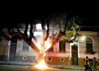 Vídeo mostra árvore histórica do Centro de Manaus pegando fogo na Ferreira Pena