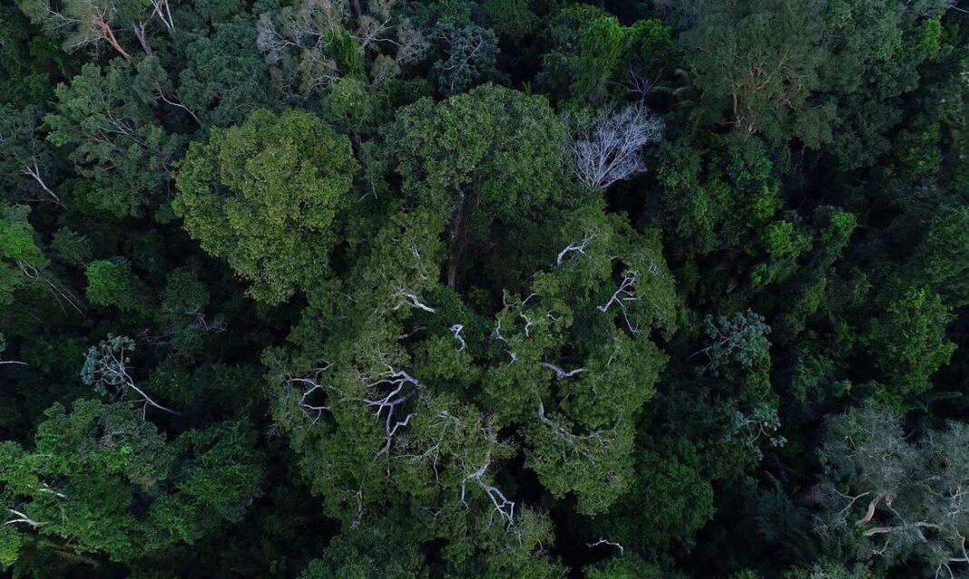 floresta_amazonica_vista_de_cima.jpg
