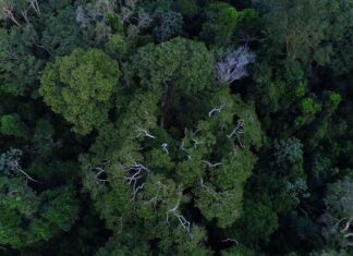 Brasil tem importante papel na redução das mudanças climáticas