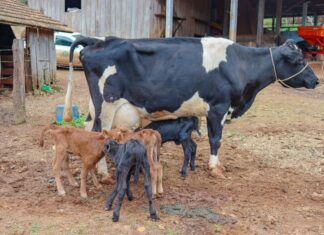 Vaca dá à luz quatro bezerros do mesmo sexo; caso é raro