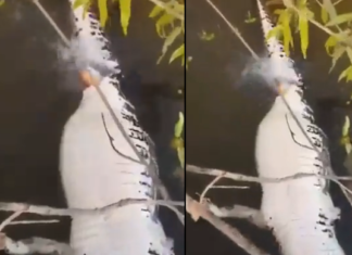 Vídeo: pescadores filmam cardume de piranhas devorando jacaré no igarapé