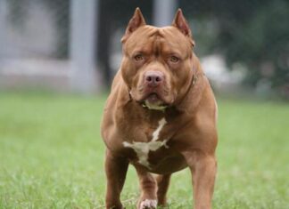 Pitbulls escapam, matam cachorro pequeno, gato e atacam duas pessoas