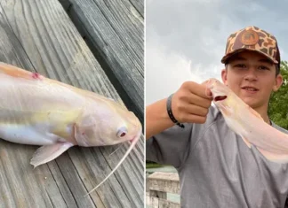 Adolescente pesca peixe-gato albino ‘extremamente raro’