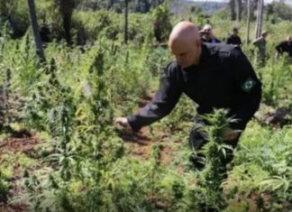 O Supremo deve liberar o uso da maconha, mas quem vai vender? Será que teremos concorrência contra os traficantes?