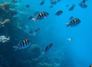 Temperatura dos oceanos atingiu o nível mais alto já registrado, diz instituto