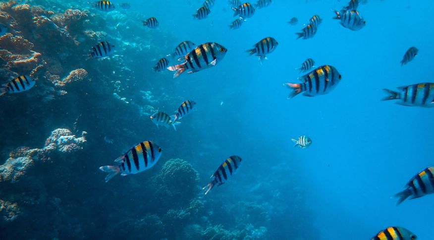 peixe.jpg