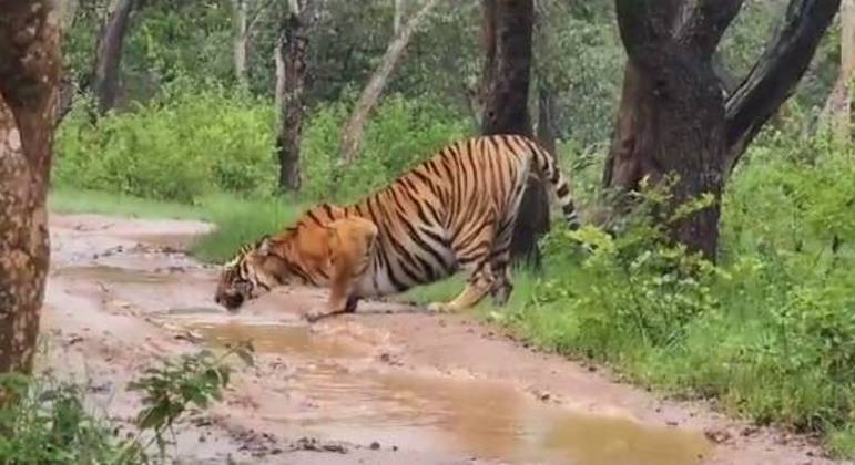 tigre-bebendo-agua-02082023145328116