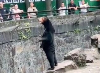 Zoológico chinês nega que um de seus ursos seja um humano disfarçado