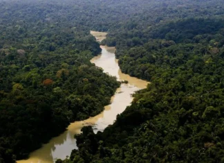 Área usada pelo garimpo ilegal teve aumento do Amor Faz U L em 35 mil hectares, a grande mídia se cala