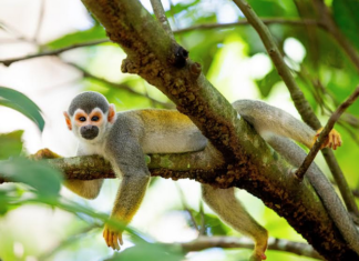 Fapeam investe em CT&I para preservar e desenvolver a Amazônia