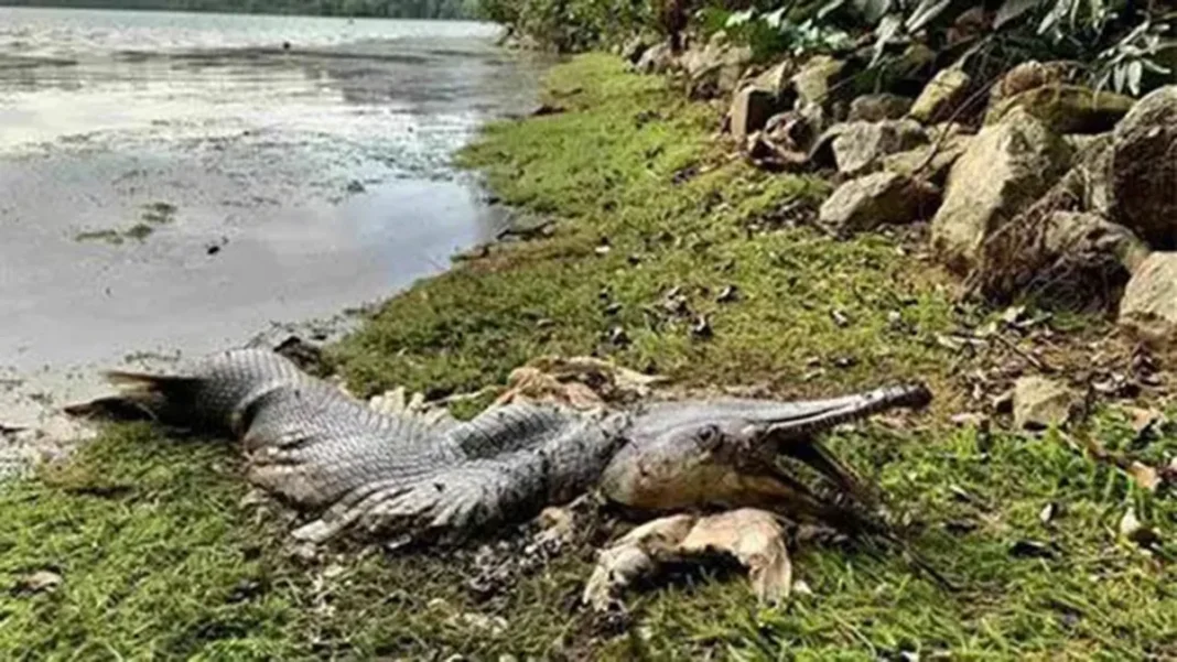 PEIXE1_00828120_0_-3