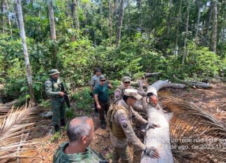 Tamoiotatá 3: Sétima fase da Operação resulta em mais de R$ 10,2 milhões de multas aplicadas