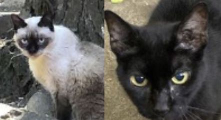gatos-mortos-parque-da-agua-branca-27092023135311944