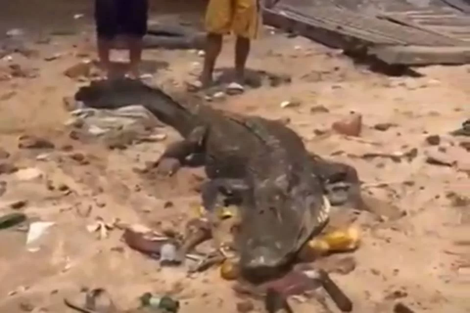 jacare-ferido-e-devido-ao-rio-com-ajuda-de-moradores-em-Manaus