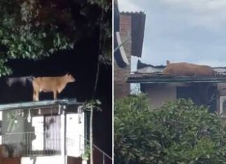 Vídeo: vaca sobe em telhado para fugir de enchente no RS