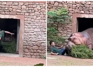Vídeo: Hipopótamo enfurecido ataca o tratador do zoológico depois que ele tentou interromper uma briga