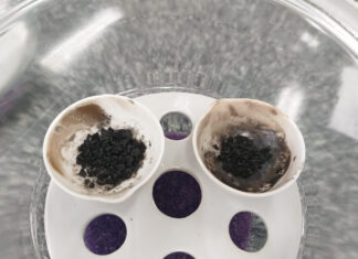 Dia da Natureza: Sustentabilidade e equilíbrio ambiental são focos de pesquisas apoiadas pelo Governo do Amazonas