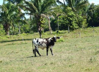 Idam orienta pecuaristas sobre melhores práticas para diminuir perdas na produção de leite e corte