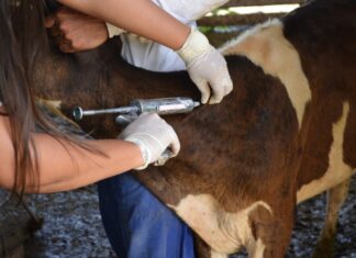 Idam inicia distribuição de vacinas contra a febre aftosa em sete municípios