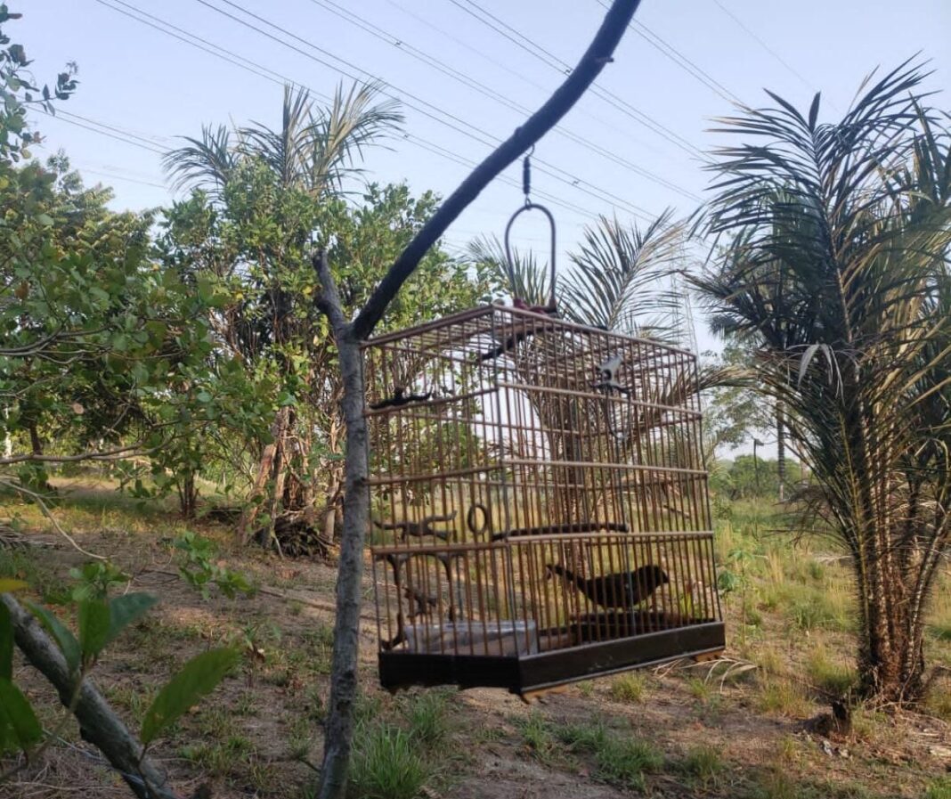 PCAM_DEMA RESGATE PASSÁROS_FOTO DIVULGAÇÃO (2)