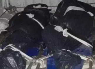 PA😮: caseiros morrem após terem corpos retalhados por motosserra