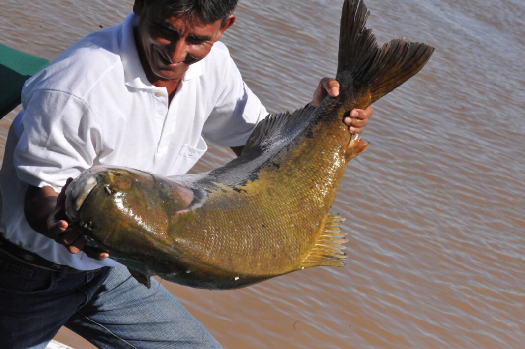 Sepror Defeso Tambaqui_foto_Divulgacao 2