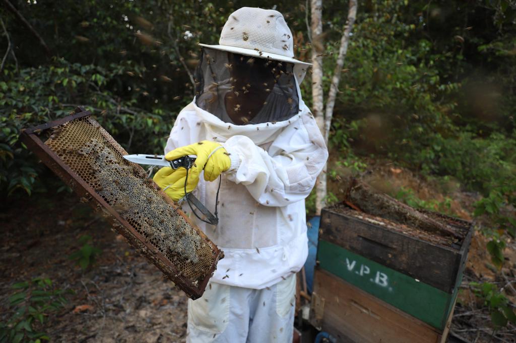 Sepror_Foto Emerson Martins_ Apiário da Empresa Feira do Mel - Flor do Amazonas