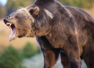Mundo: Urso mata duas pessoas e cachorro em parque
