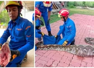 Píton de 7 metros e 136 kg é capturada com cabra no estômago
