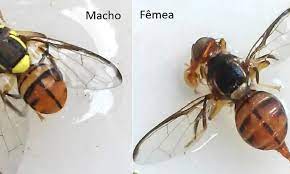 No Pará, 25 municípios estão sob quarenta em razão da mosca-da-carambola