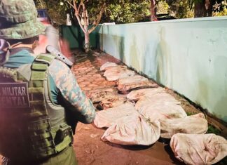 Em Novo Airão, Polícia Militar do Amazonas apreende 194 quelônios