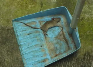 Porto Alegre: funcionários são envenenados em filial do Banco Santander