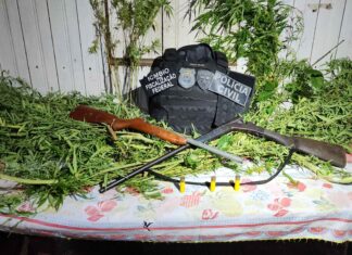 Em Pauini, segunda fase da Operação Brycon apreende nova plantação de maconha em reserva florestal