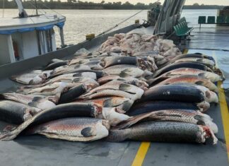 Base Arpão 1: SSP-AM apreende mais de 9 toneladas de pescado, em Coari