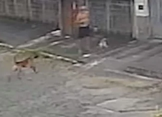Pastor-belga sem coleira abocanha e mata shih-tzu no meio da rua