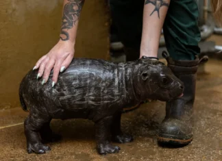 Raro hipopótamo pigmeu nasce em zoológico da Grécia