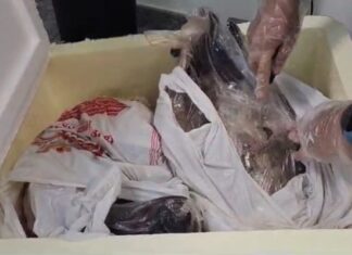 PF prende homem que levava maconha dentro de peixe pintado