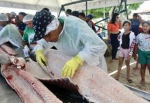 Manejo do pirarucu de Atalaia do Norte é vencedor do Prêmio Sebrae Prefeitura Empreendedora